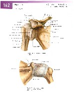 Sobotta Atlas of Human Anatomy  Head,Neck,Upper Limb Volume1 2006, page 169